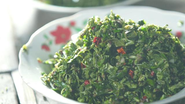 龙柏芽
