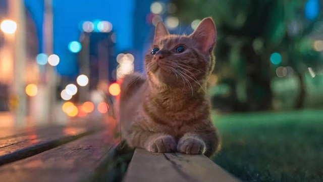 花哥的猫之城