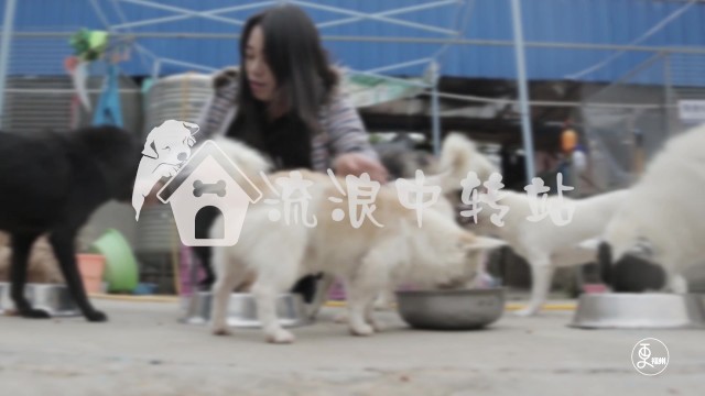 流浪中转站